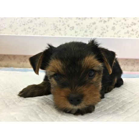 Yorkshire terrier Alva Mishel