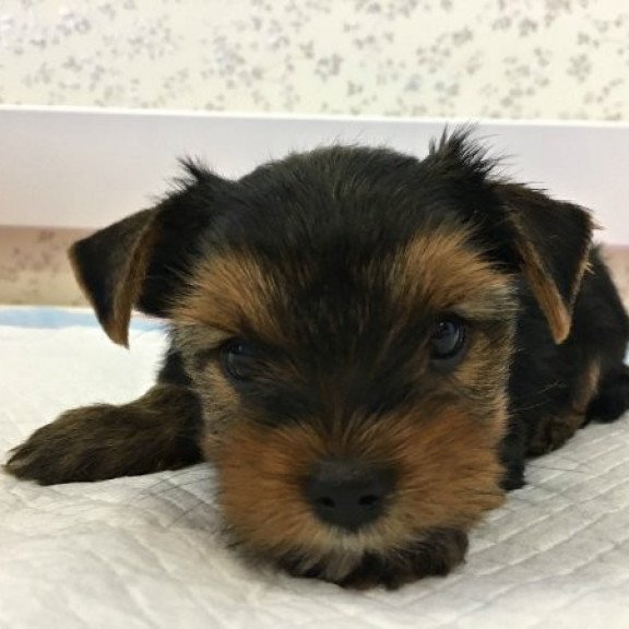 Yorkshire terrier Alva Mishel