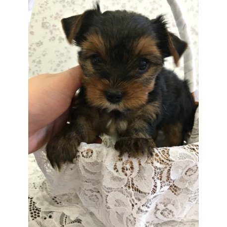 Yorkshire terrier Alva Mishel