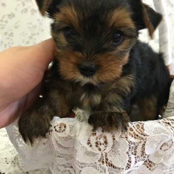 Yorkshire terrier Alva Mishel