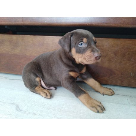 Doberman Al 3.15a