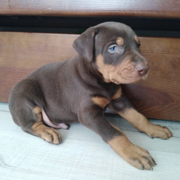 Doberman Al 3.15a