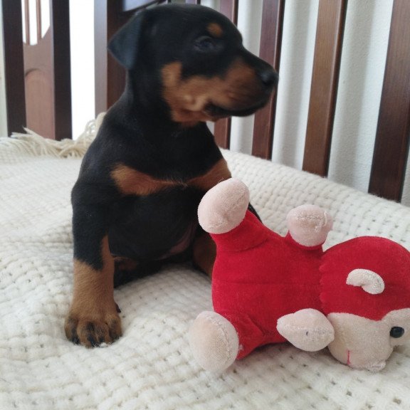 Doberman Al 3.15b