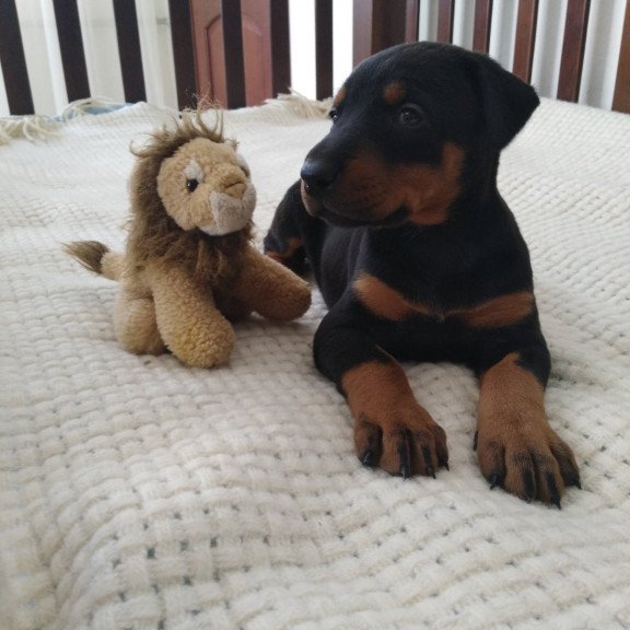 Doberman Al 3.15c