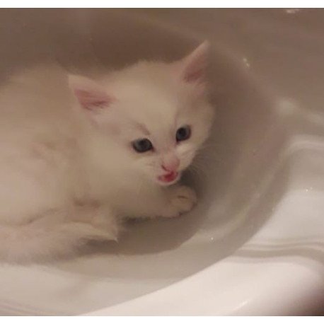 Turkish Angora A Kristy