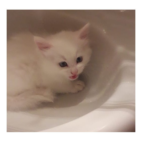 Turkish Angora A Kristy