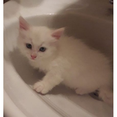 Turkish Angora A Kristy