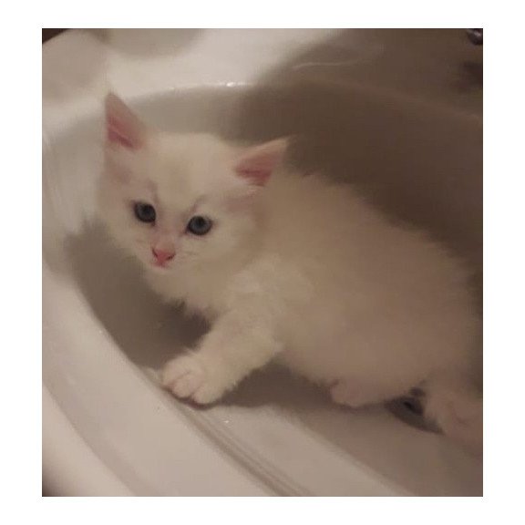 Turkish Angora A Kristy
