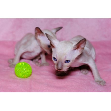 Cornsih Rex LB 05.24