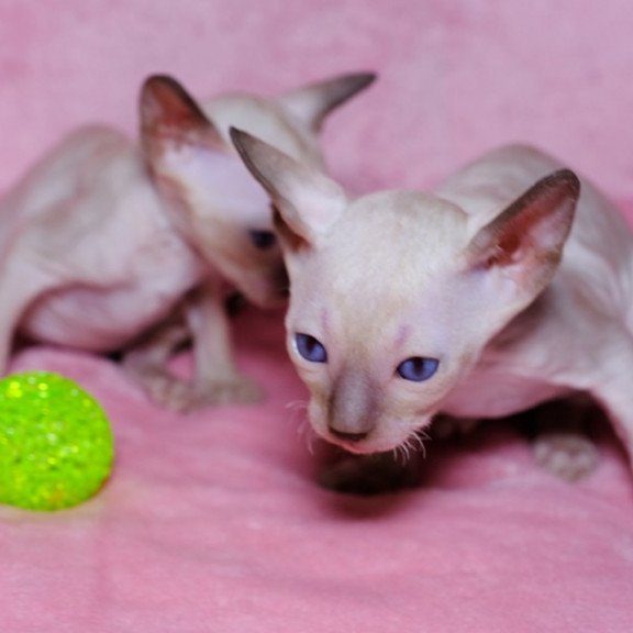 Cornsih Rex LB 05.24