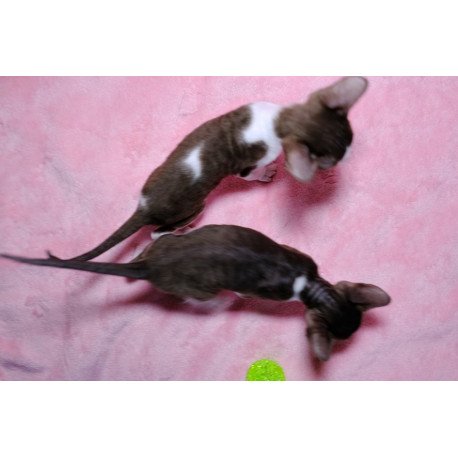 Cornsih Rex LB 05.24