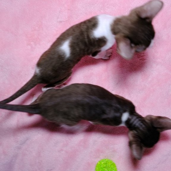 Cornsih Rex LB 05.24