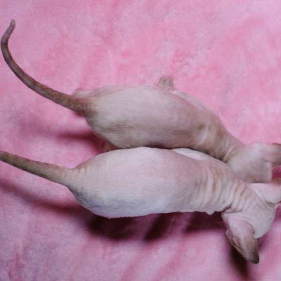 Cornsih Rex LB 05.24