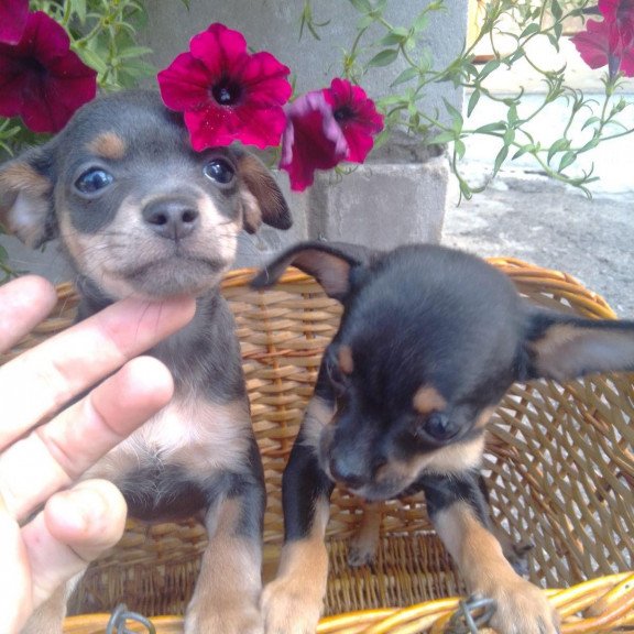 Toy Terrier T 9.13