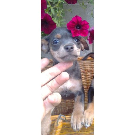 Toy Terrier T 9.13