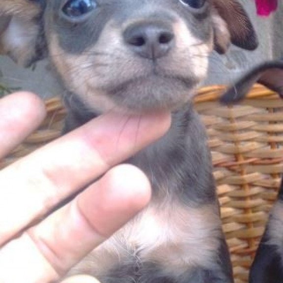 Toy Terrier T 9.13