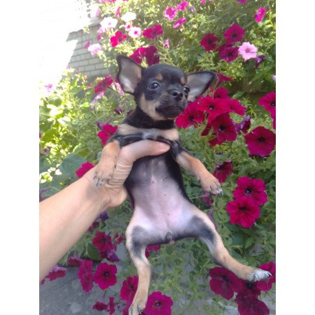 Toy Terrier T 9.13a