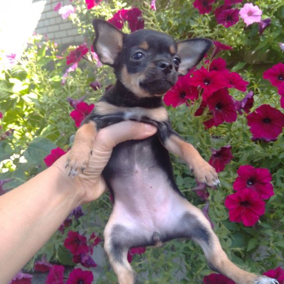 Toy Terrier T 9.13a