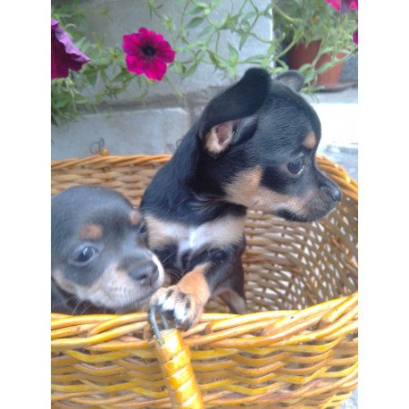 Toy Terrier T 9.13a
