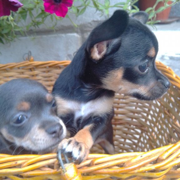Toy Terrier T 9.13a