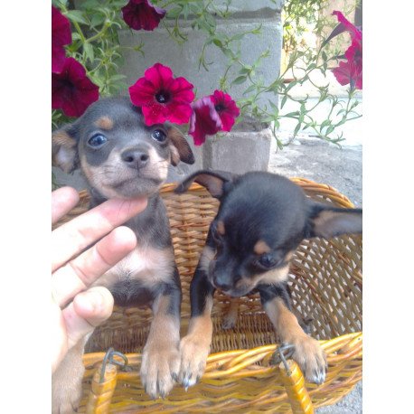 Toy Terrier T 9.13a
