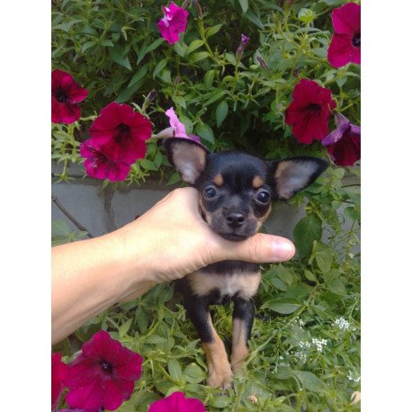 Toy Terrier T 9.13a