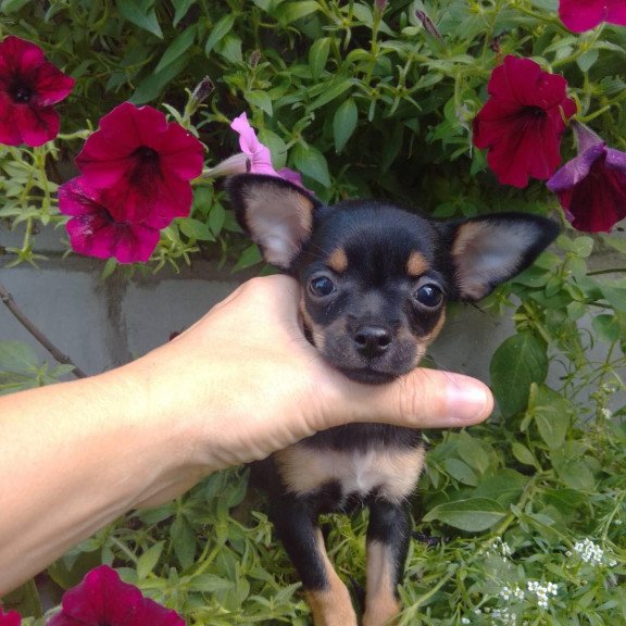 Toy Terrier T 9.13a