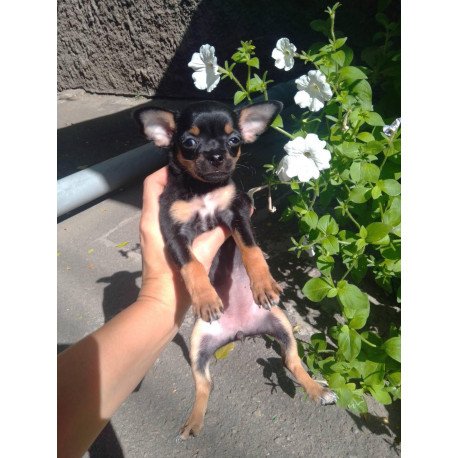 Toy Terrier T 9.13a