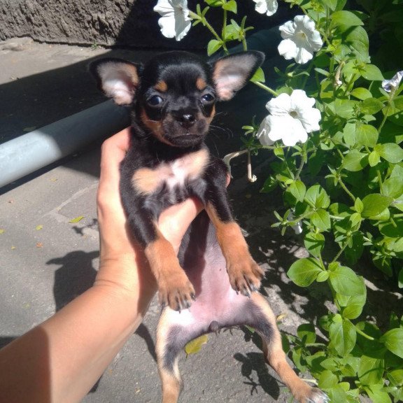 Toy Terrier T 9.13a