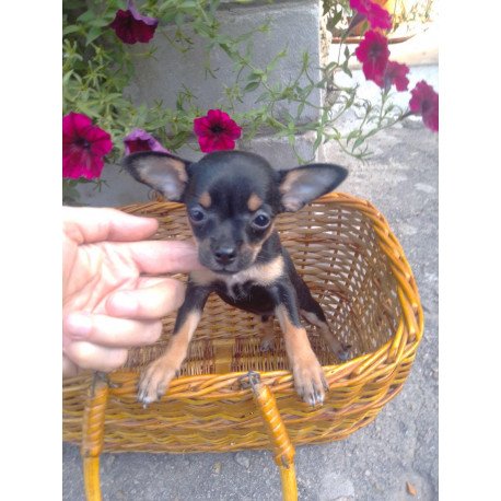 Toy Terrier T 9.13a
