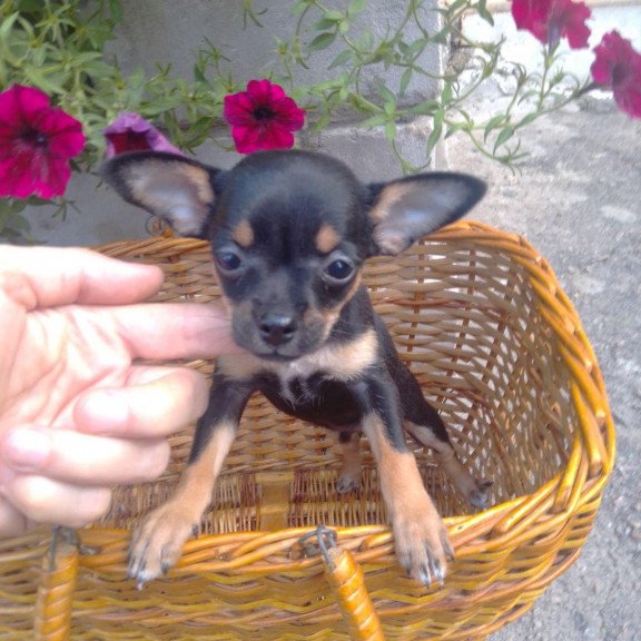 Toy Terrier T 9.13a