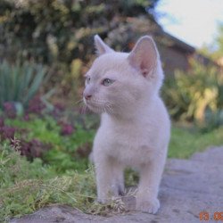 Tonkinese UT Jasper