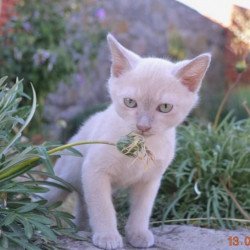 Tonkinese UT Jasper