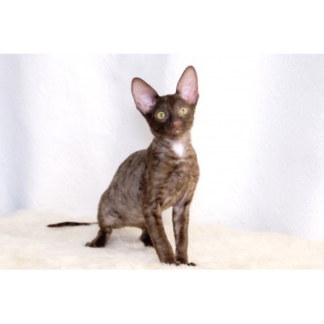 Cornsih Rex LB 10.23b