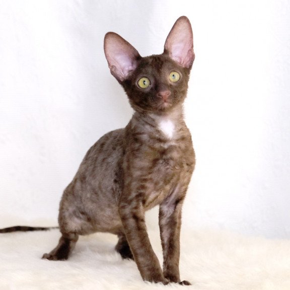 Cornsih Rex LB 10.23b