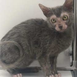 Lykoi Alva Boss