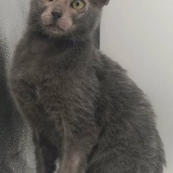 Lykoi Alva Boss