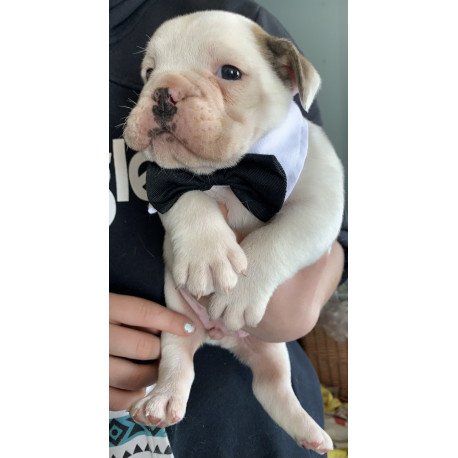English Bulldog Sparrow puppies are in PA!