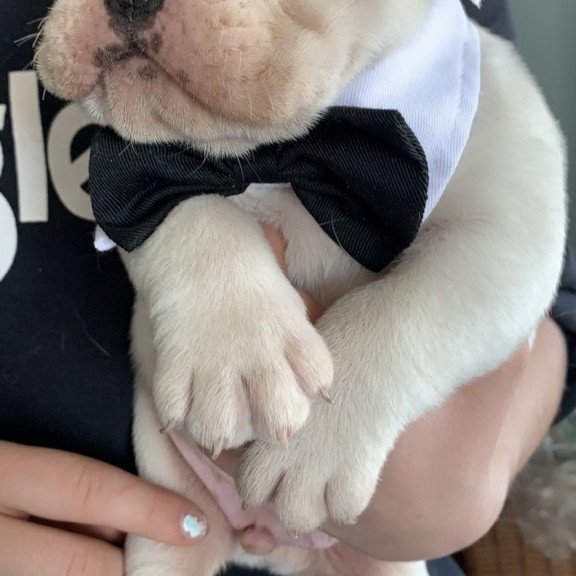 English Bulldog Sparrow puppies are in PA!