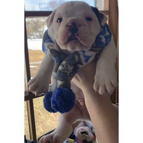 English Bulldog Sparrow puppies are in PA!