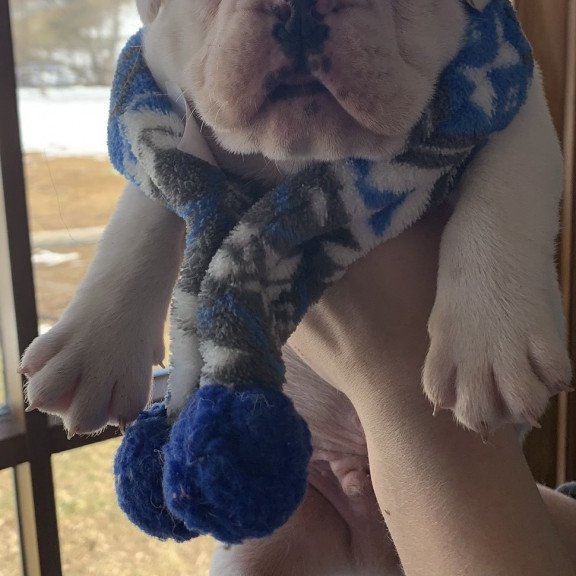 English Bulldog Sparrow puppies are in PA!