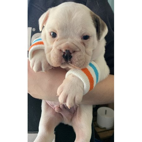 English Bulldog Sparrow puppies are in PA!