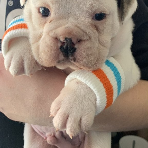 English Bulldog Sparrow puppies are in PA!