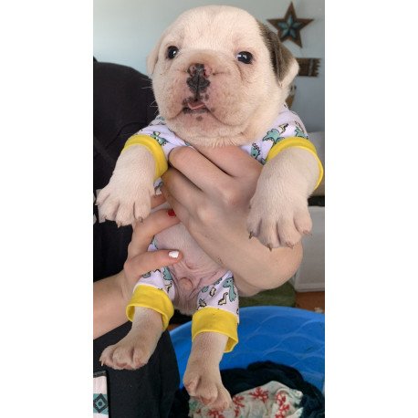 English Bulldog Sparrow puppies are in PA!