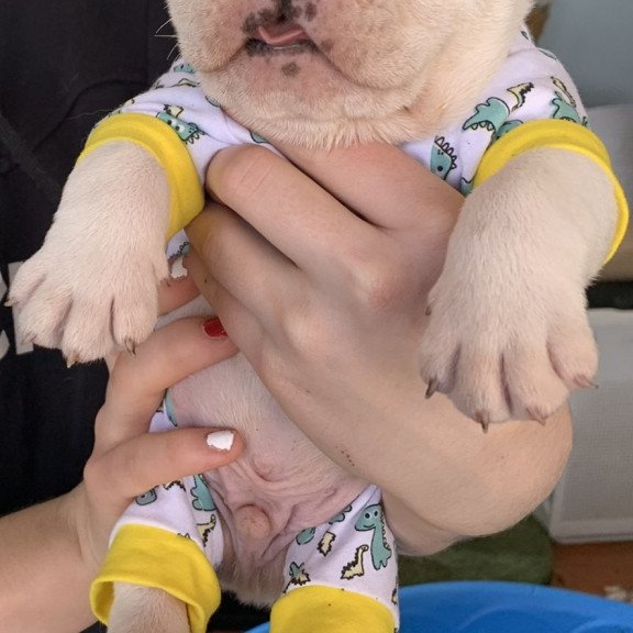 English Bulldog Sparrow puppies are in PA!