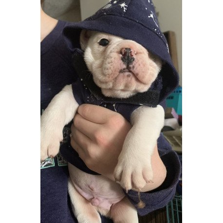 English Bulldog Sparrow puppies are in PA!