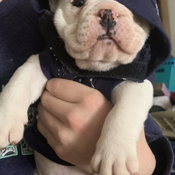 English Bulldog Sparrow puppies are in PA!