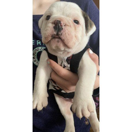 English Bulldog Sparrow puppies are in PA!