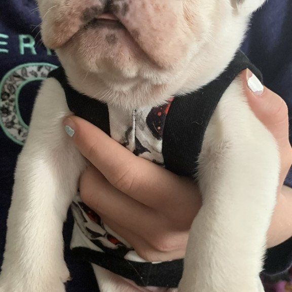 English Bulldog Sparrow puppies are in PA!