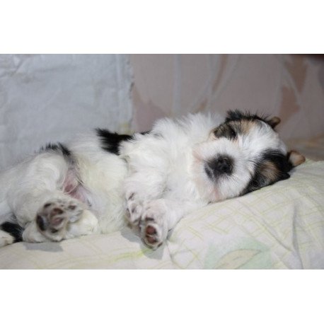 Flash biewer yorkshire